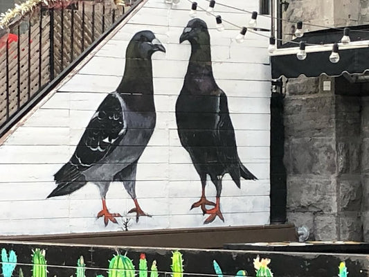 Pigeon Mural, Montreal